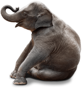 Wild Elephant PNG