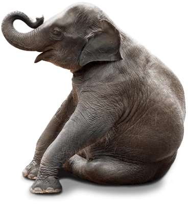 Wild Elephant PNG