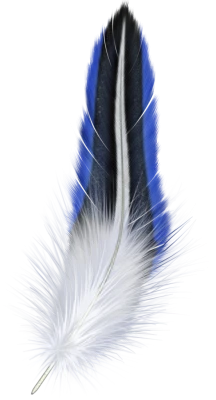 Feather PNG