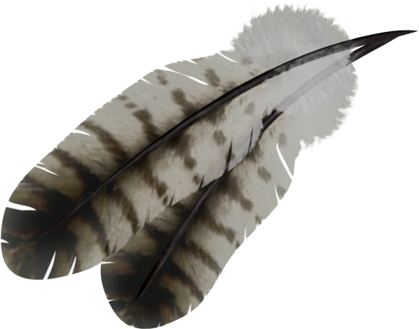 Feather PNG