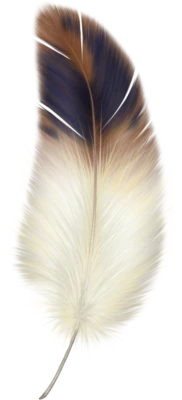 Feather PNG