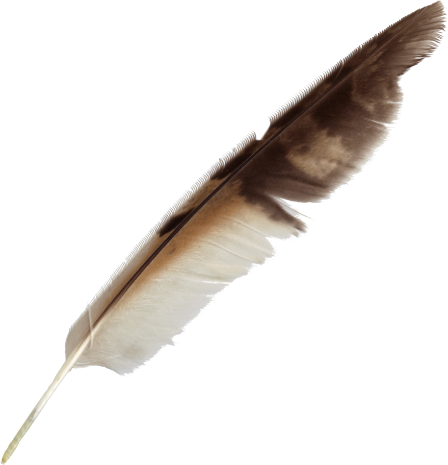 Feather PNG