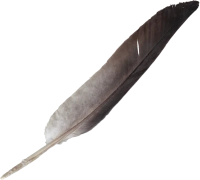 Feather PNG