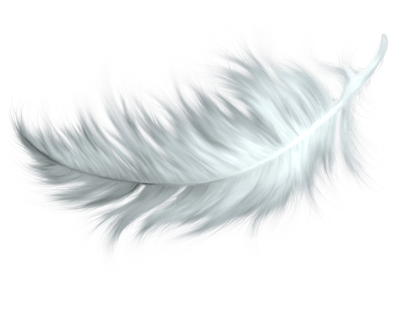 Feather Transparent PNG