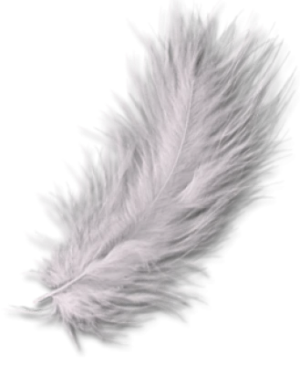 Feather Transparent PNG