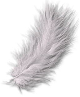 Feather Transparent PNG