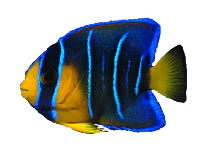 Aquatic Fish PNG