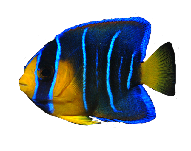 Aquatic Fish PNG
