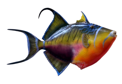 Aquatic Fish PNG