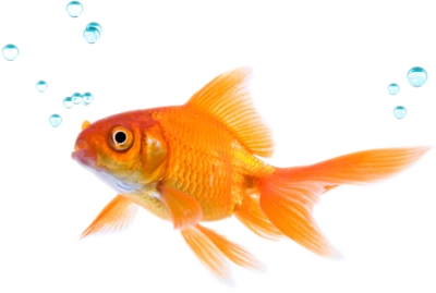 Aquatic Fish PNG