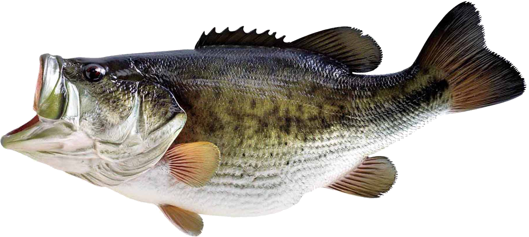 Fish PNG