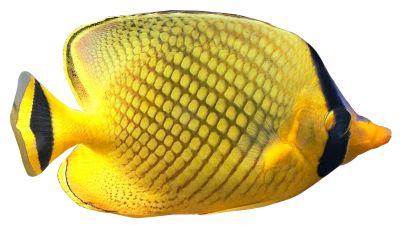 Fish PNG