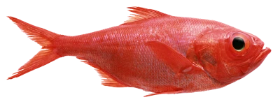 Fish PNG