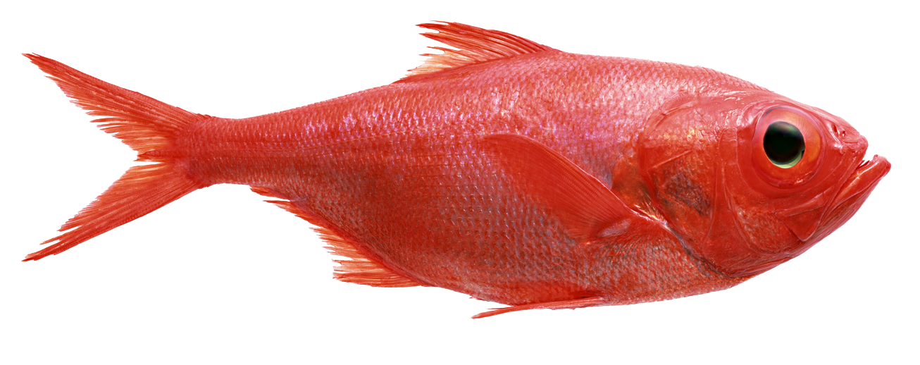 Fish PNG