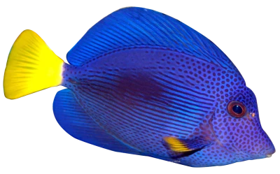 Fish PNG