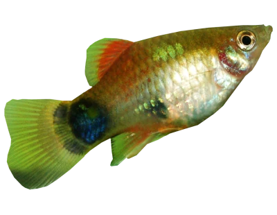 Fish PNG