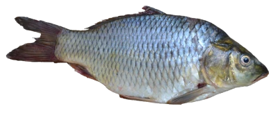 Fish PNG