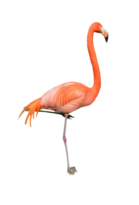 Pink Flamingo PNG