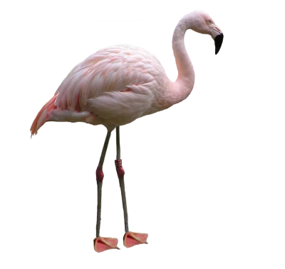 Pink Flamingo PNG