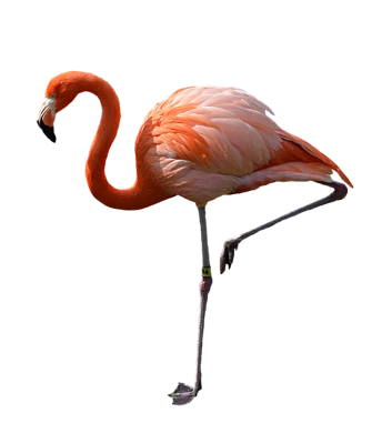 Pink Flamingo PNG