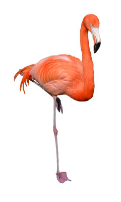 Pink Flamingo PNG