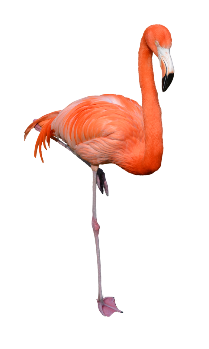 Pink Flamingo PNG