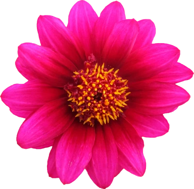 Flores Transparent PNG