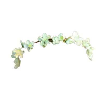 Flower Crown Transparent PNG