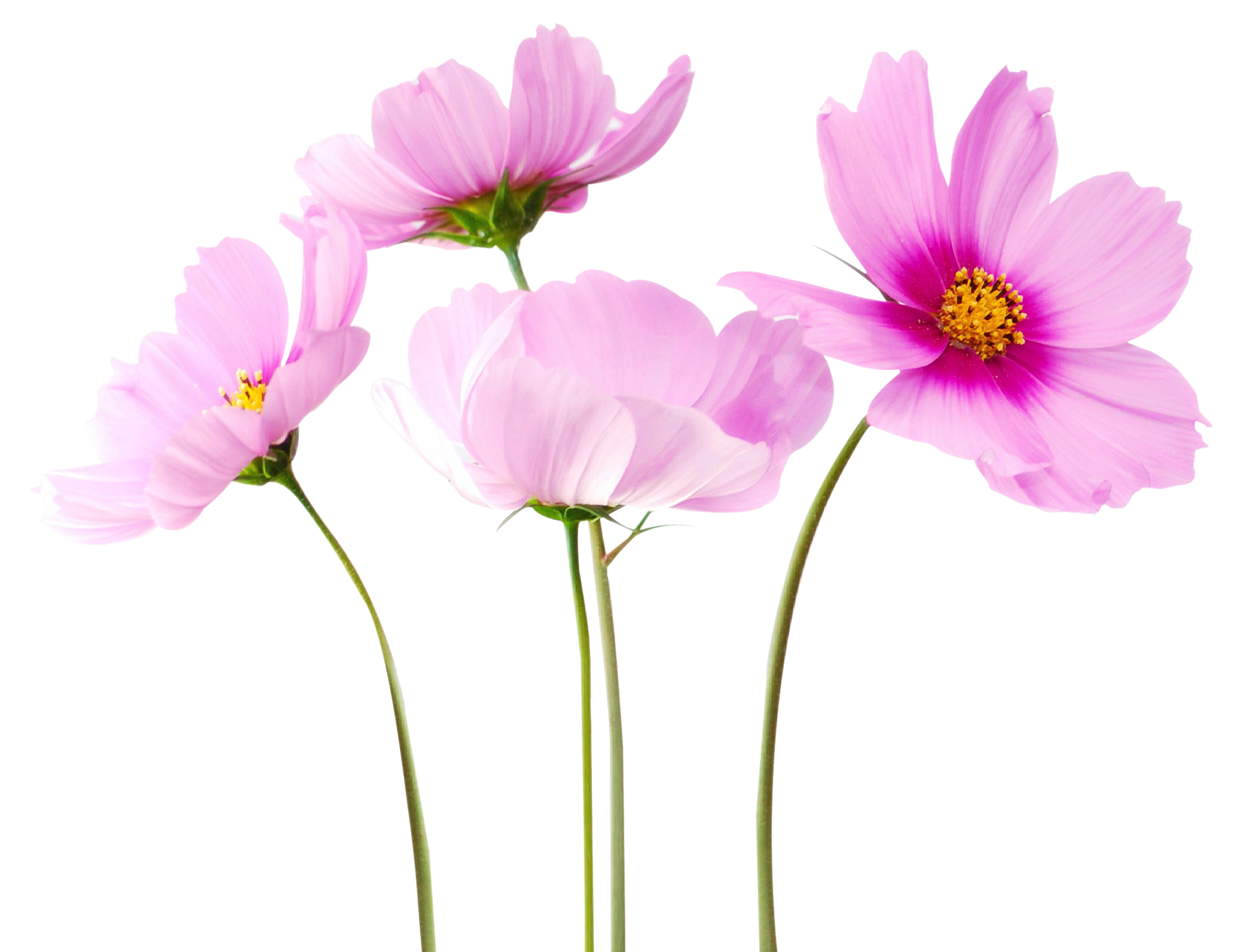 Beautiful Flower PNG
