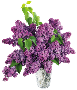 Flower Vase PNG