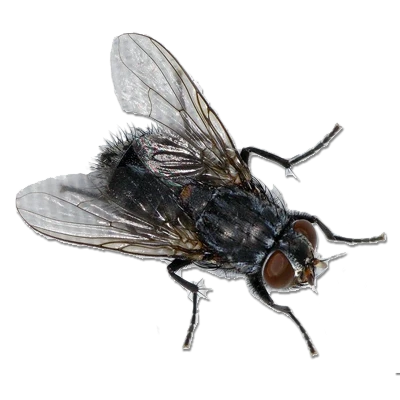 Fly Transparent PNG