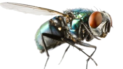 Fly Transparent PNG