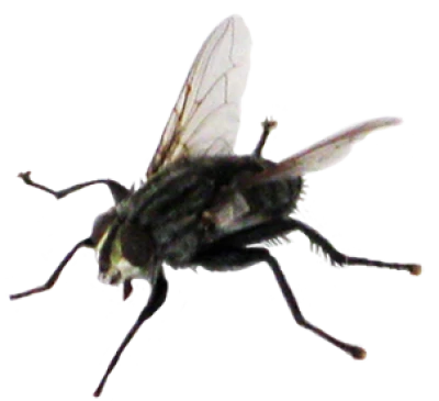 Fly Transparent PNG