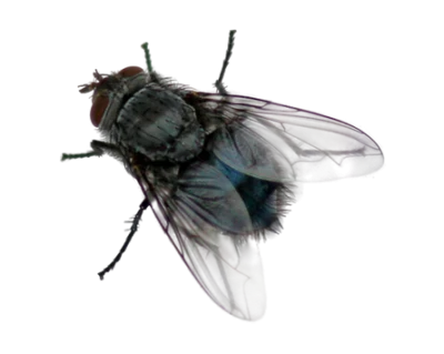 Fly Transparent PNG