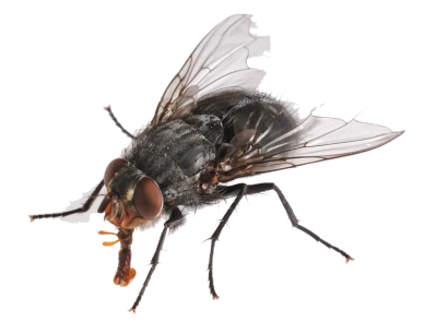 Fly Transparent PNG