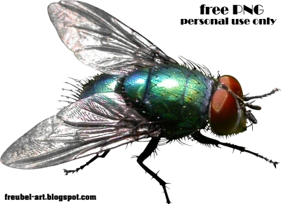 Fly Transparent PNG