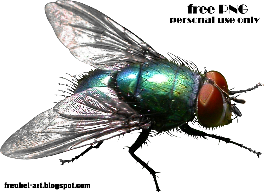 Fly Transparent PNG