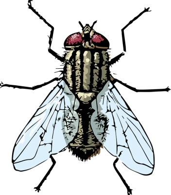 Fly Transparent PNG