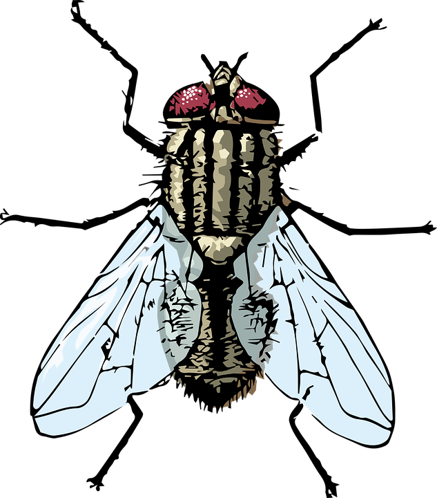 Fly Transparent PNG