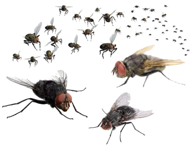 Fly Transparent PNG