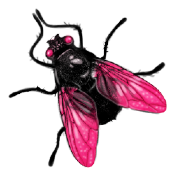 Fly Transparent PNG