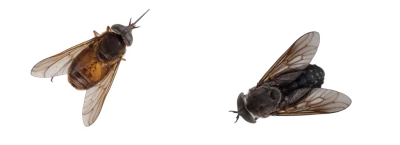 Fly Transparent PNG