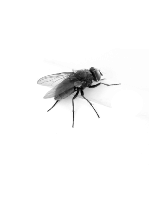 Fly Transparent PNG