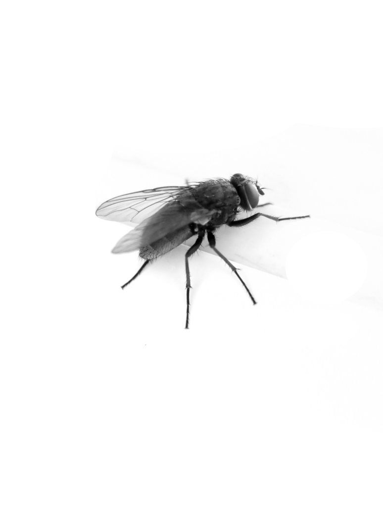 Fly Transparent PNG