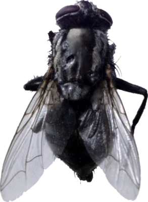 Housefly Insect PNG