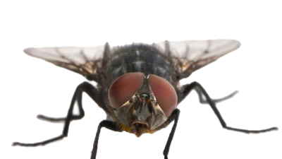 Housefly Insect PNG