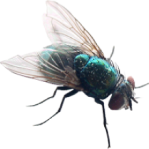Housefly Insect PNG