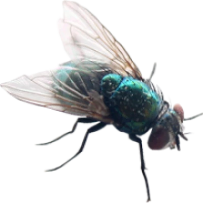 Housefly Insect PNG