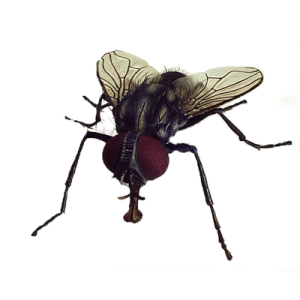 Housefly Insect PNG