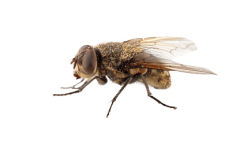 Housefly Insect PNG